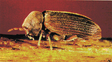 furniture beetle