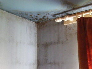 Penetrating damp surveys