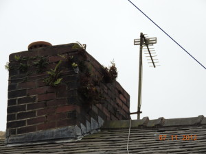Weed within a chimneystack