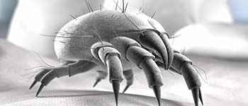 Dust Mites