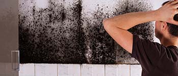 Mould Control & Eradication