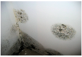 mould-wall